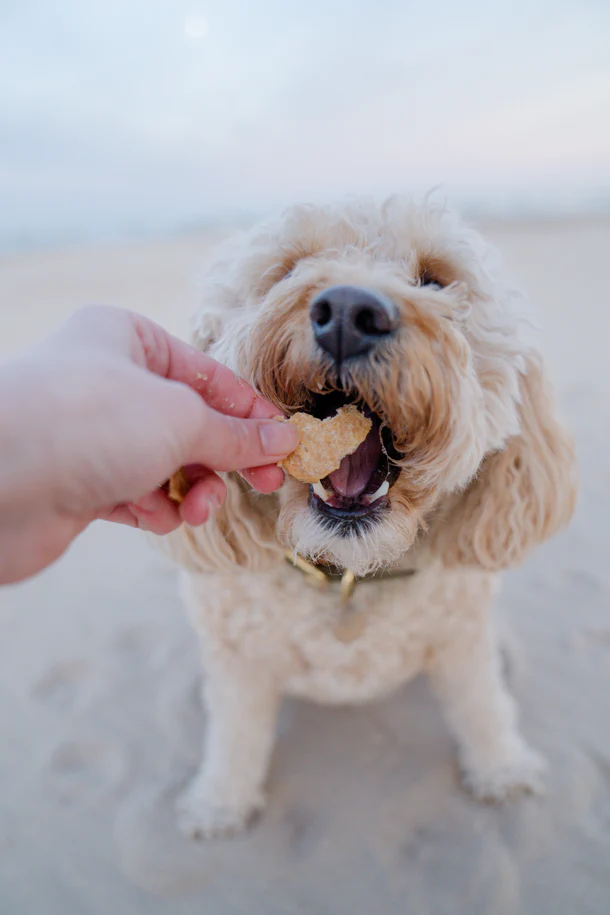 DSC01697_610x_crop_center